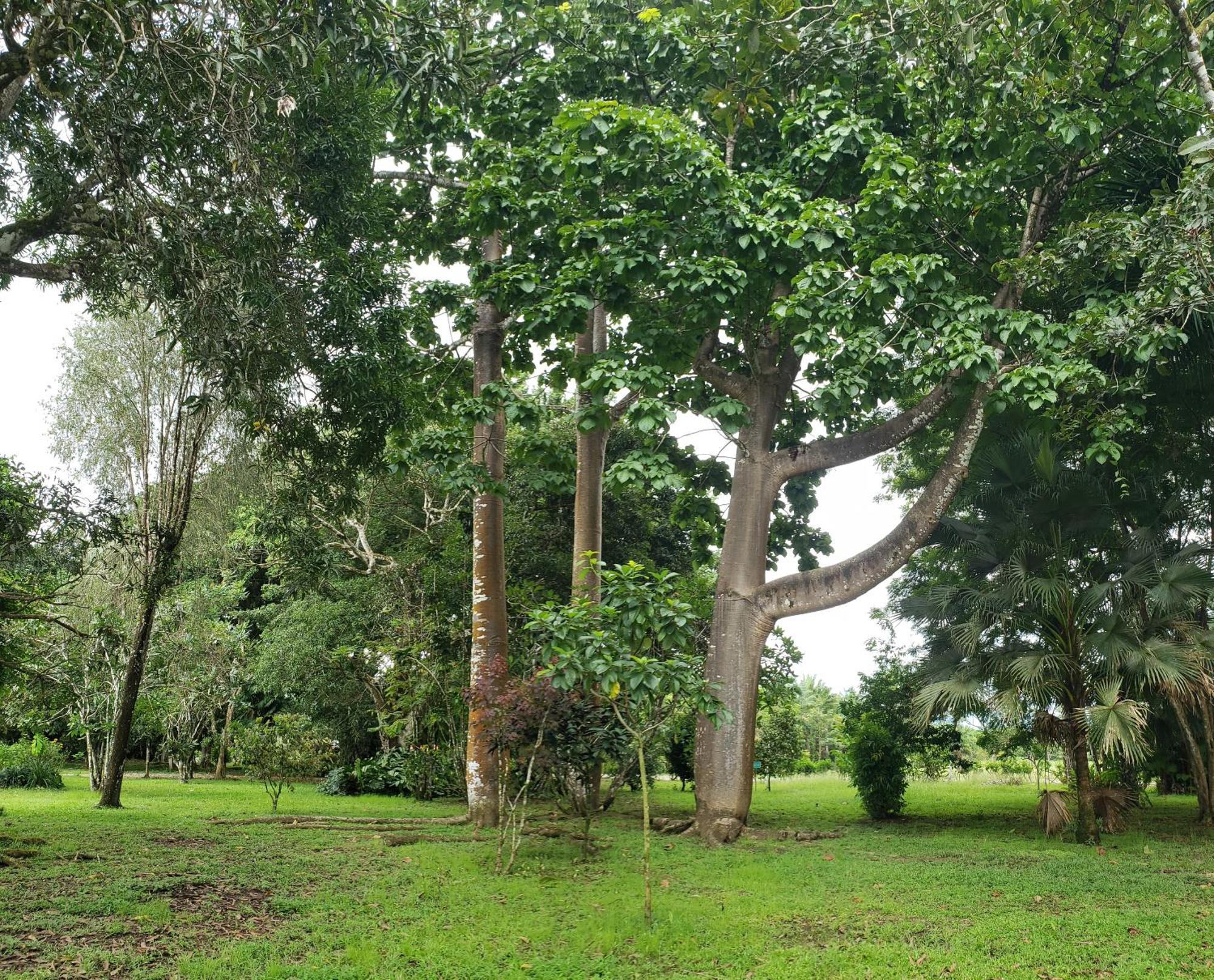 Hotel Veragua River House Sierpe Eksteriør bilde